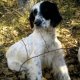 <h1 style="font-size: 12px">Cani da Caccia: Il Pointer "Esta" e il Setter "Nina" a lavoro e in ferma su beccaccia.</h1>